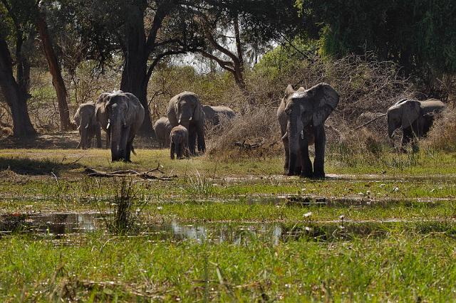 073 Okavango Delta, olifanten.jpg